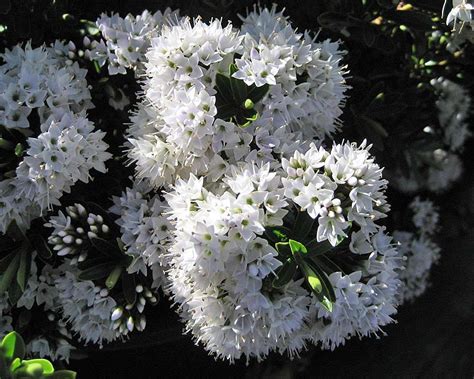 hebe with small white flowers.